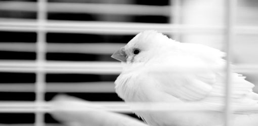 divadelna nitra 2014