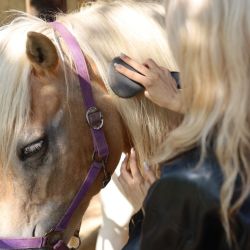 2025 09 08 kurz jazdectva