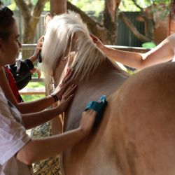 2025 09 08 kurz jazdectva