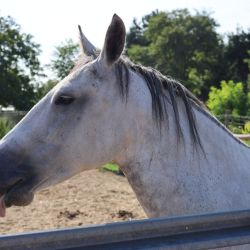 2025 09 08 kurz jazdectva