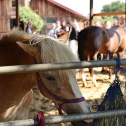 2025 09 08 kurz jazdectva